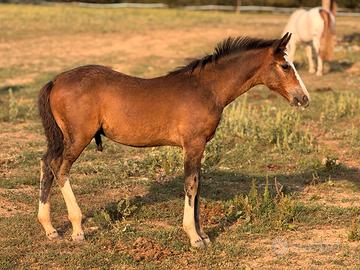 criollo puro con pedigree