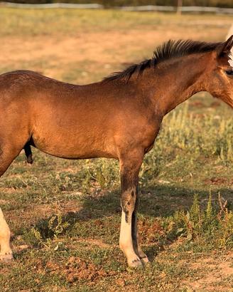 criollo puro con pedigree