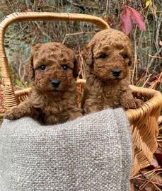 Cuccioli di barboncini toy maschi e femmine