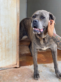 Chain un cane meraviglioso