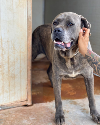 Chain un cane meraviglioso