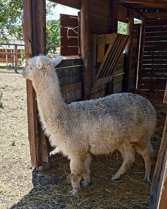 Alpaca gravida