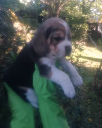 Cuccioli beagle