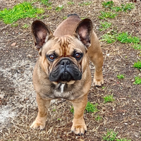 Bulldog francese pedigree ENCI