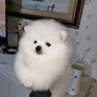 Spitz tedesco nano pomerania con pedigree enci