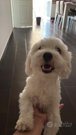 Cane Maltese 750 pelo lungo senza ped
