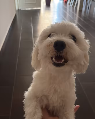 Cane Maltese 750 pelo lungo senza ped