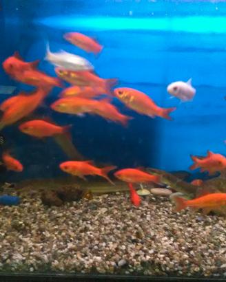 Pesci e piante per acquario o laghetto