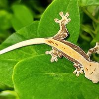 Baby geco Lilly White orange, teca