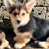 Cucciolo Welsh Corgi pembroke