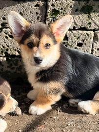Cucciolo Welsh Corgi pembroke