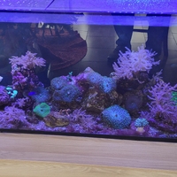 Coralli dal mio acquario