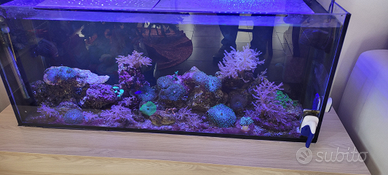 Coralli dal mio acquario