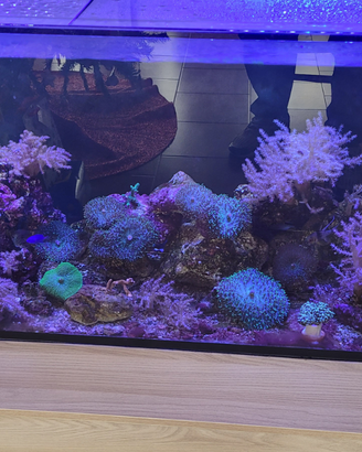 Coralli dal mio acquario