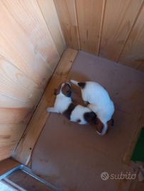 Jack russel terrier Bianco marrone