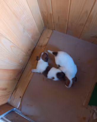 Jack russel terrier Bianco marrone