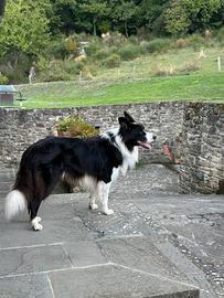 BALTO - Border Collie Maschio Disponibile per Mont