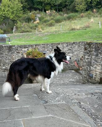 BALTO - Border Collie Maschio Disponibile per Mont