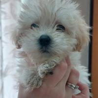 Maltipoo