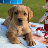 Labrador cucciola red fox