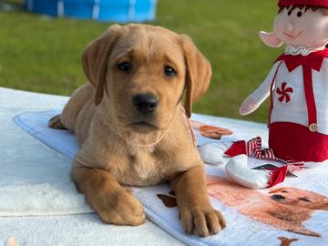 Labrador cucciola red fox