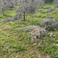 Potatura piantoni e giardini