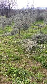 Potatura piantoni e giardini