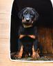 cucciolo-beauceron-maschio-nero-focato