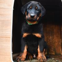 Cucciolo BEAUCERON maschio nero focato