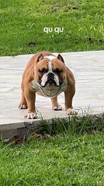 Cuccioli di american Bully micro