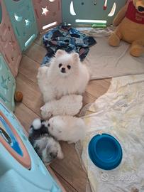 Spiz di pomerania