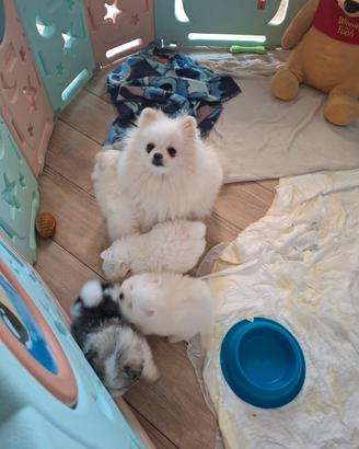 Spiz di pomerania