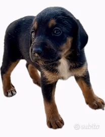 Cuccioli di Segugio Maremmano