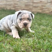 Bulldog francese