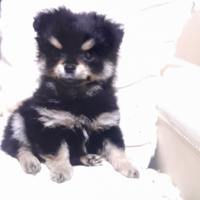 Bruno Spitz Pomerania