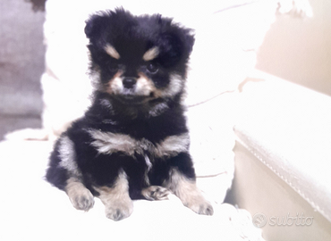 Bruno Spitz Pomerania