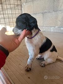 Cuccioli setter inglese