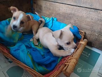 Cuccioli mix Volpino