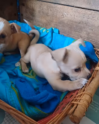 Cuccioli mix Volpino