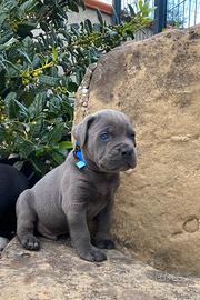 Cuccioli di cane corso