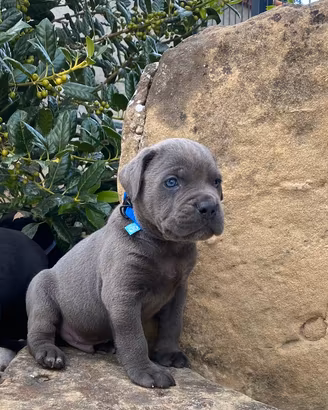 Cuccioli di cane corso