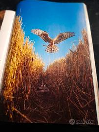 riviste Airone anni 80 e 90