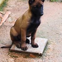 Pastore Belga Malinois con pedigree