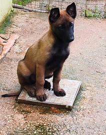 Pastore Belga Malinois con pedigree