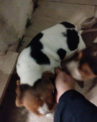 Cuccioli di beagle 75 gg