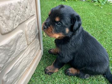 Cuccioli di Rottweiler