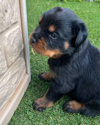 Cuccioli di Rottweiler