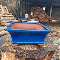 vaso bonsai 
