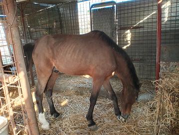 cavallo castrone