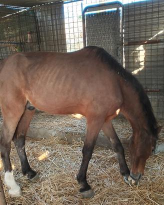 cavallo castrone
